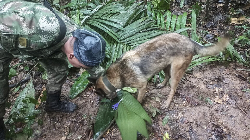 Sobreviven cuatro niños tras accidente aéreo; ¡pasaron 16 días en la selva de Colombia!