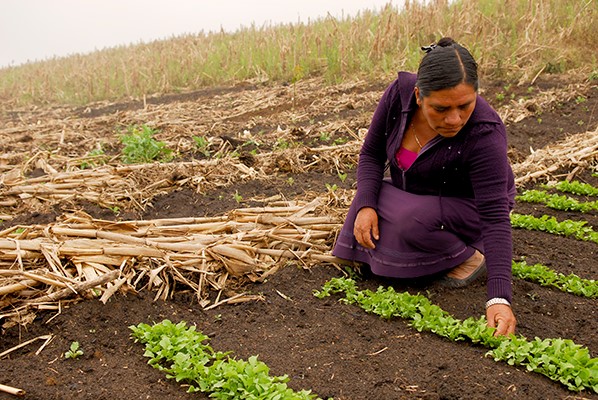 TRABAJO MUJER DE CAMPO