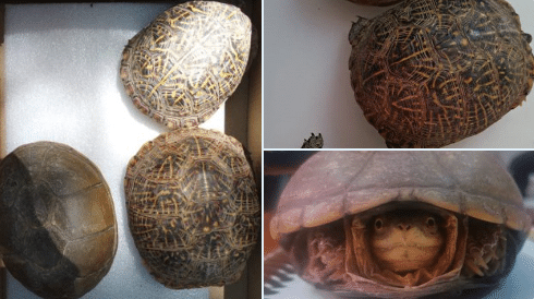 Tortugas