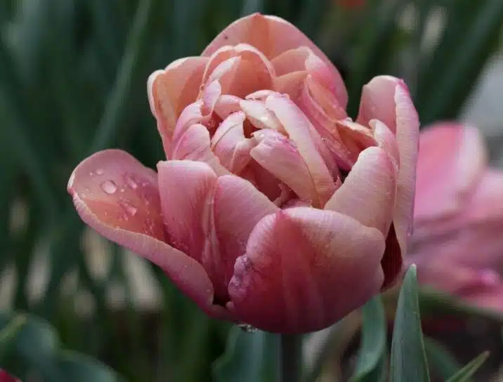 Tulipán/Bulbos de Narciso