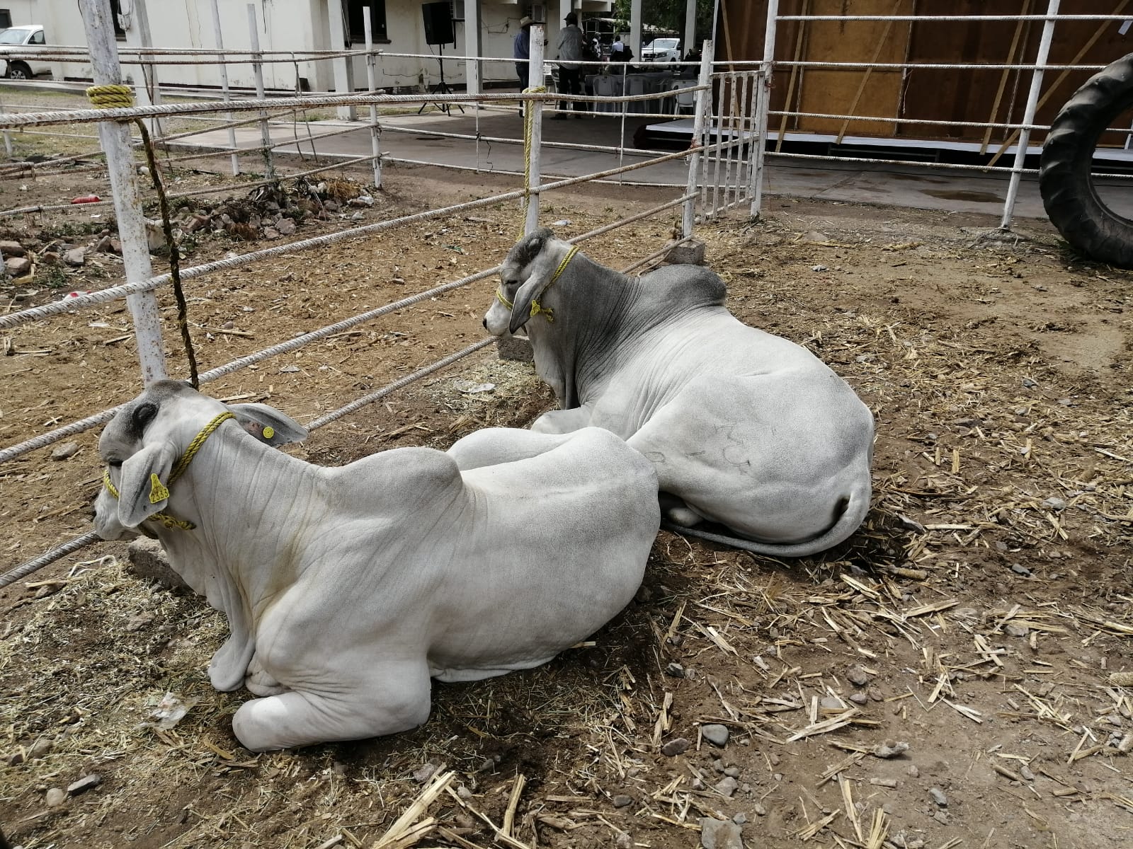 VACAS