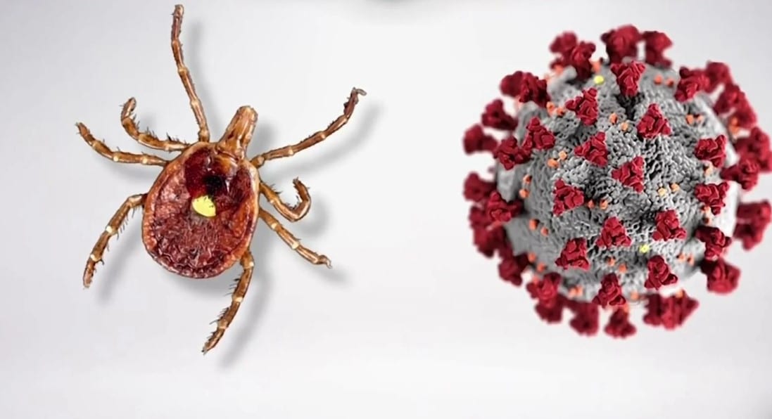 Virus Powassan