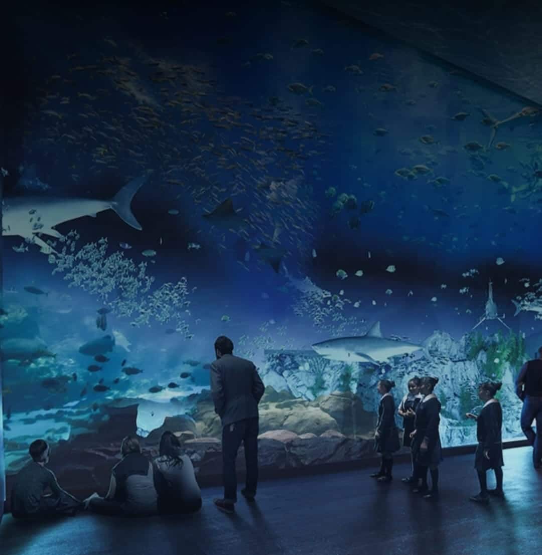 ¡Es oficial! Gran Acuario Mazatlán Mar de Cortés, abre sus puertas al público este sábado