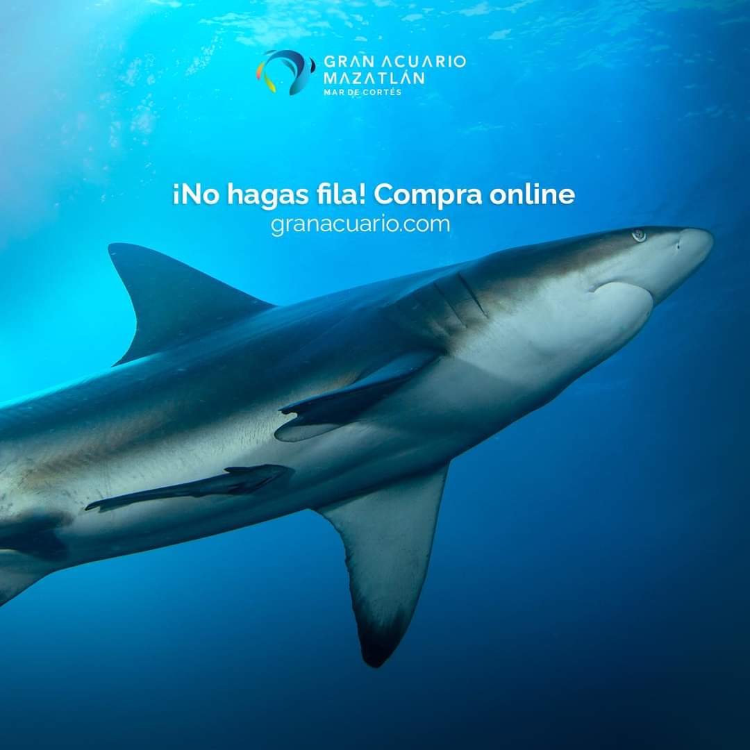¡Es oficial! Gran Acuario Mazatlán Mar de Cortés, abre sus puertas al público este sábado
