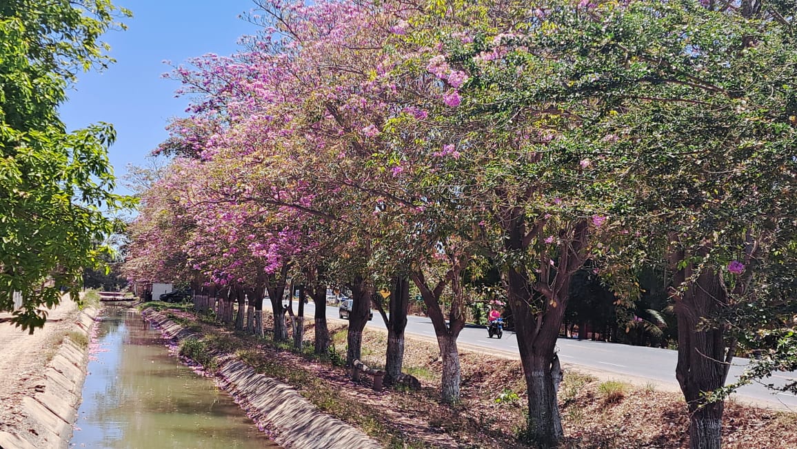 ¡No es Europa! Amapas dignas de postal en el corredor ecológico de El Cubilete, Guasave