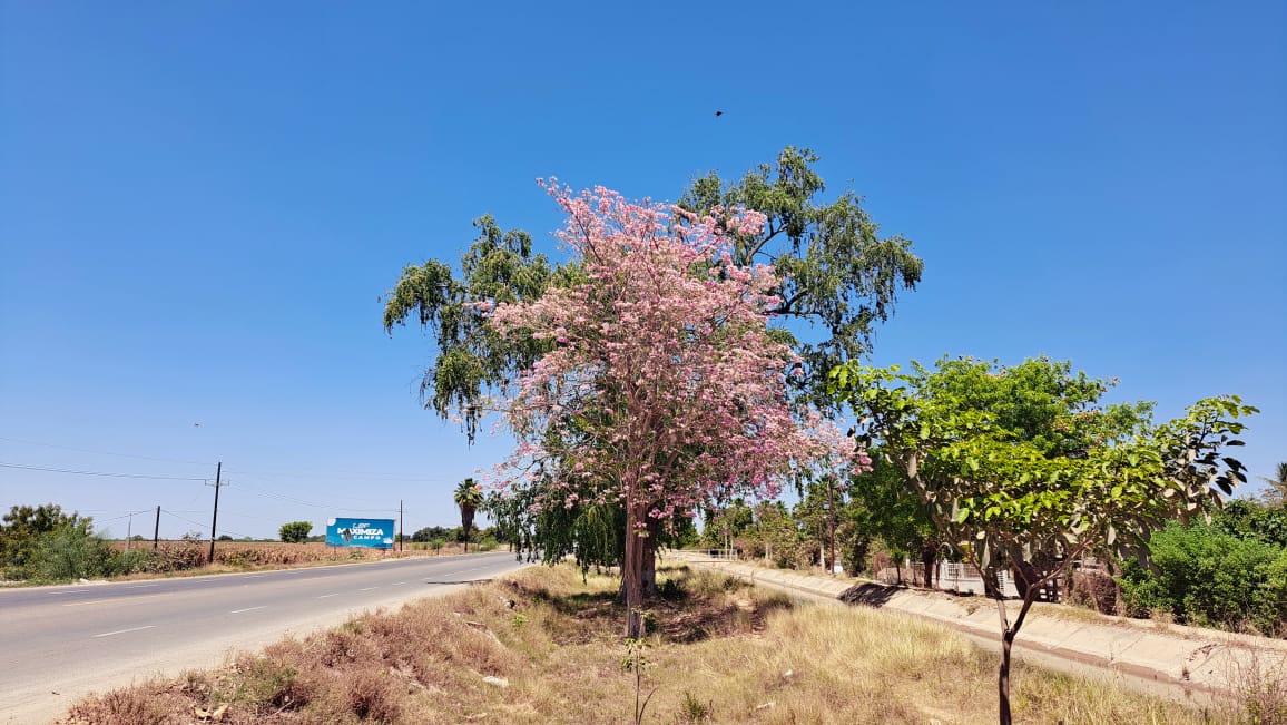 ¡No es Europa! Amapas dignas de postal en el corredor ecológico de El Cubilete, Guasave