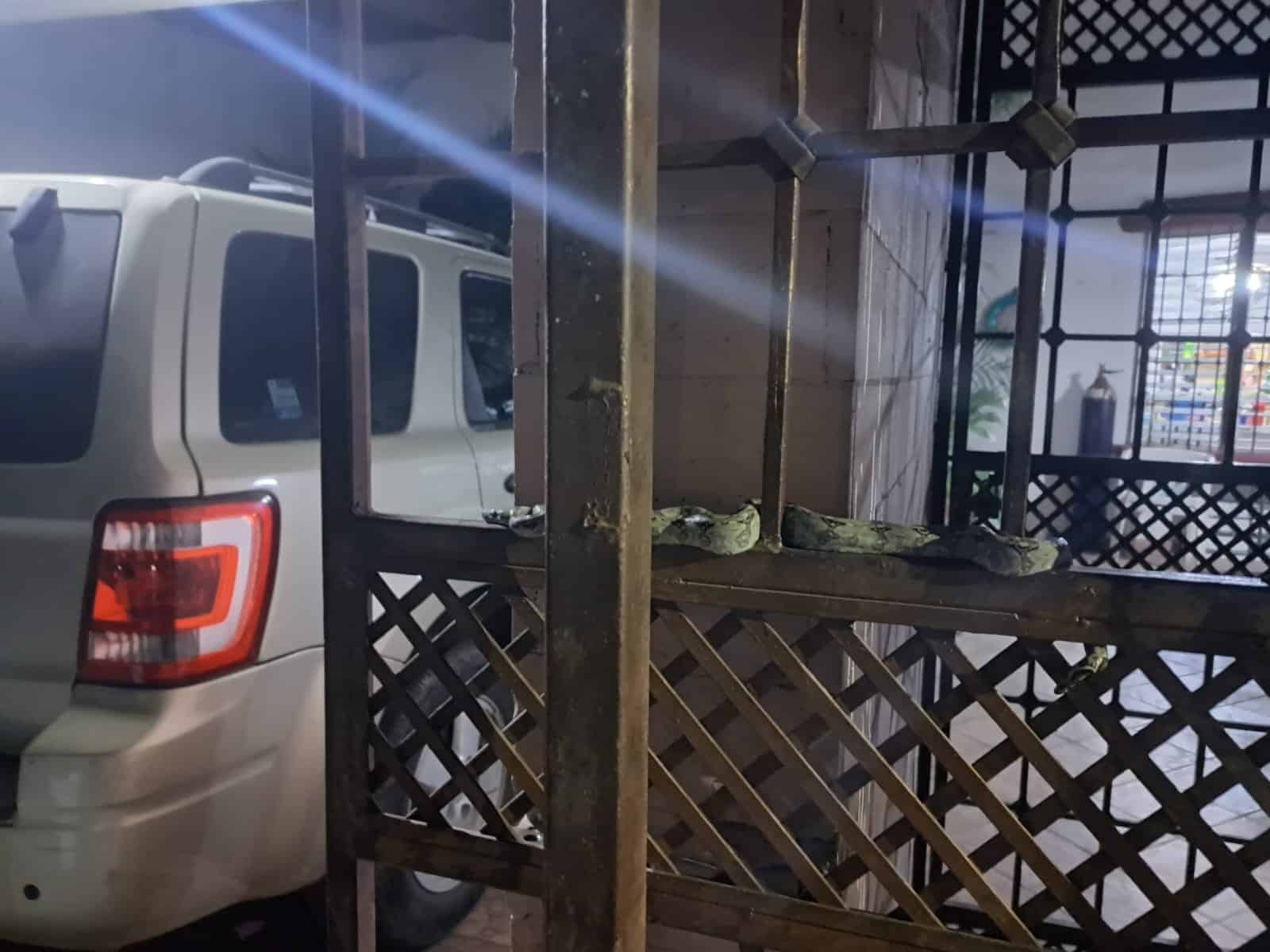 ¡Pero qué valor de mujer! Encuentra serpiente boa en su casa en Culiacán y la atrapa con unas pinzas