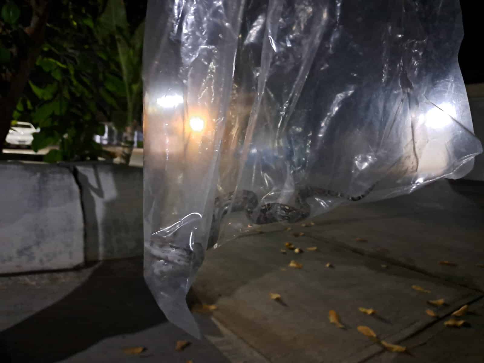 ¡Qué valor de mujer! Encuentra serpiente boa en su casa en Culiacán y la atrapa con unas pinzas