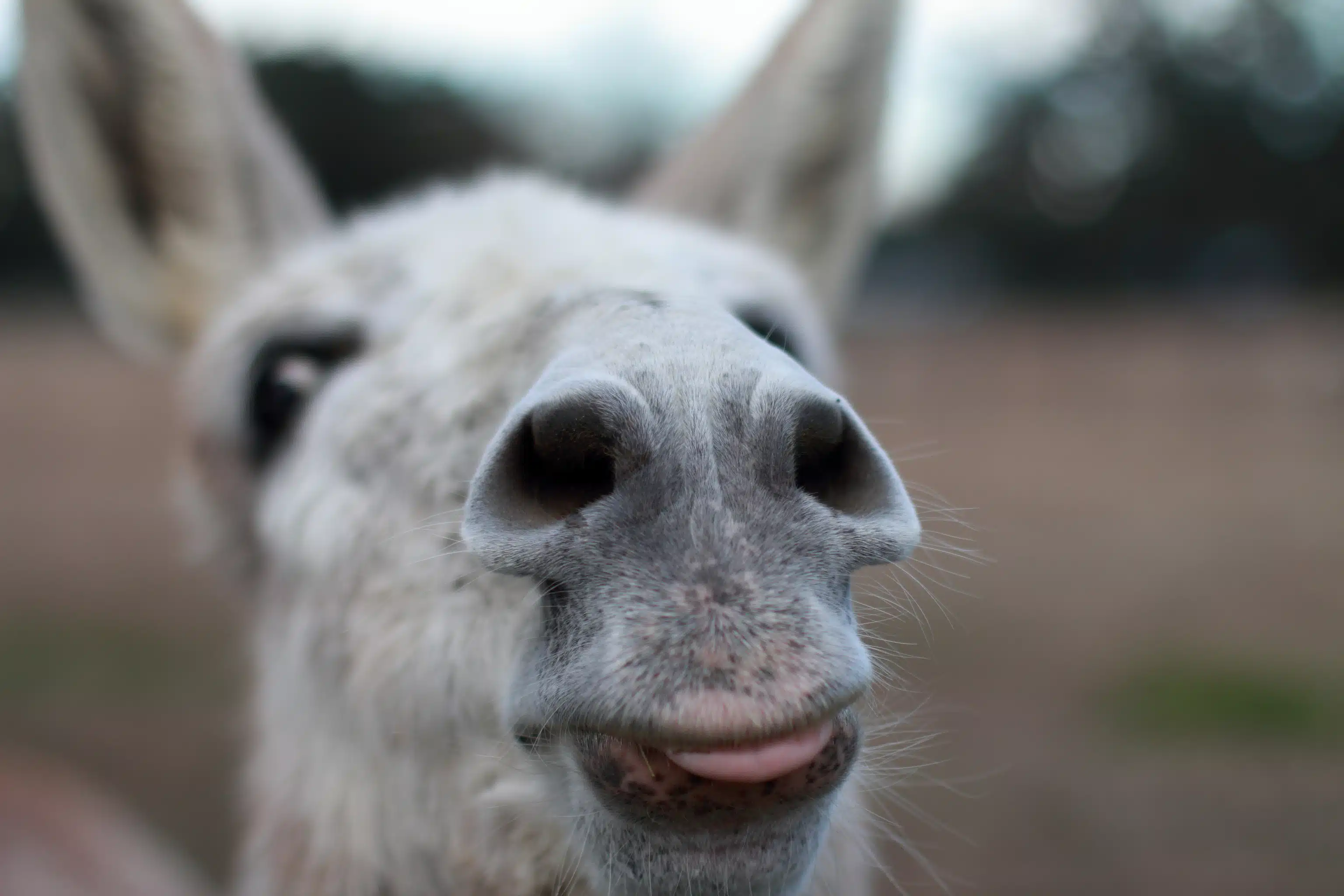 ¡Lloró de felicidad! Burro es liberado tras permanecer 8 años en cautiverio