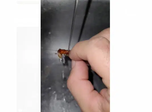 Animalistas le “tumban” video a sinaloense por bañar a una cucaracha; acusan maltrato animal