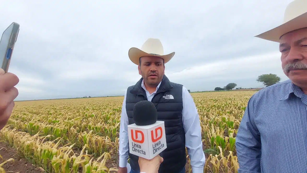 Es posible que regrese cultivo de soya a Sinaloa, tras su desaparición por mosca blanca