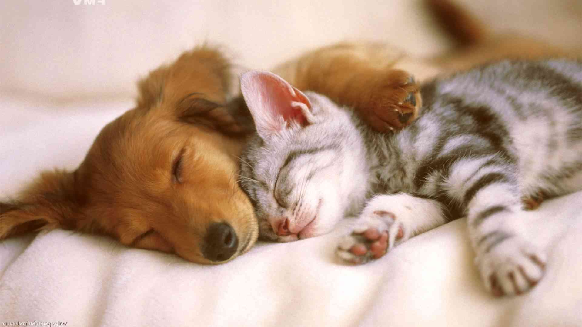 perro-y-gato