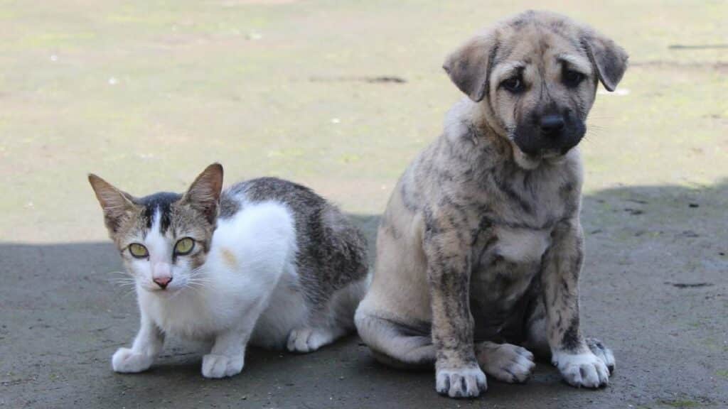 refugios animales