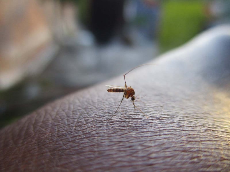 MOSQUITO TRANSMISOR DEL DENGUE