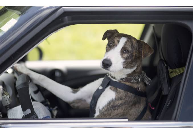 ¡De caricatura! Conductor ebrio pone a su perro al volante para evitar arresto en Springfield