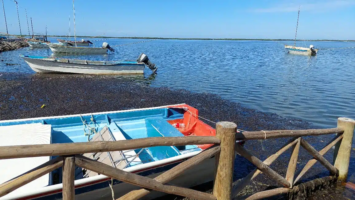 ¡Se han aguantado! Pescadores furtivos han respetado la veda del camarón en Sinaloa Flor Emilia