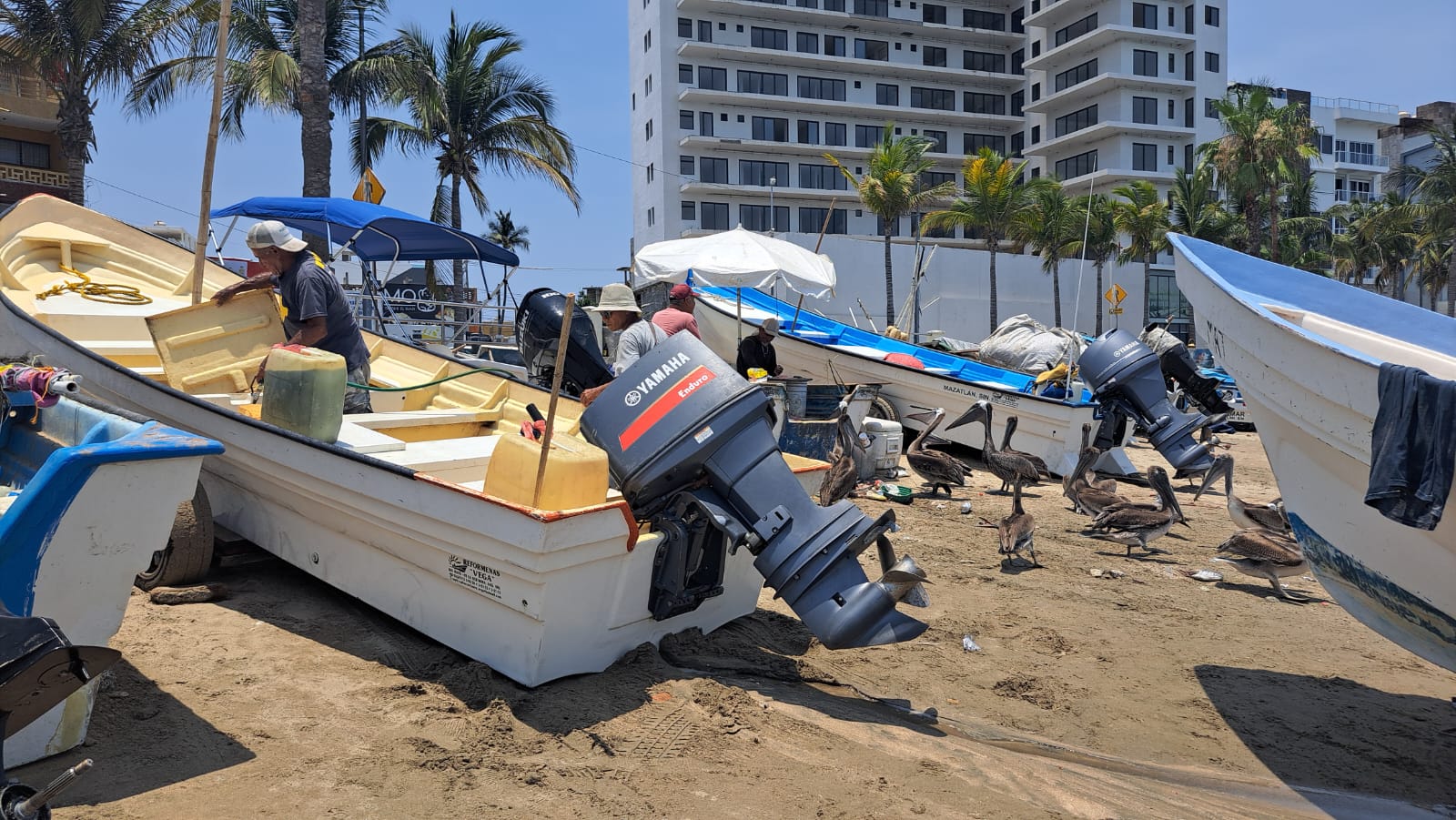 Pesca de Huachinango baja en un 70% en playa de Mazatlán
