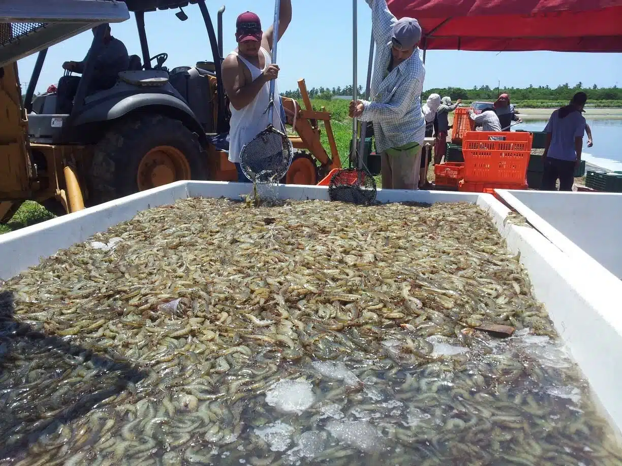 El 50% de acuicultores en Guasave presenta un rendimiento bajo en cosecha de camarón