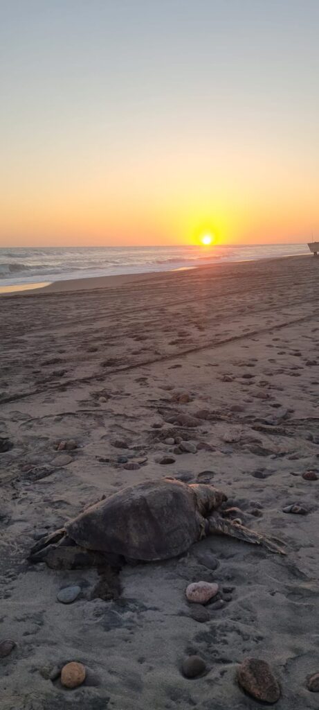 Tortuga marina muerta fue encontrada al sur de las playas de Ceuta en Elota