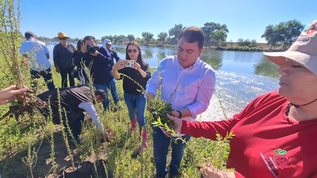 Álamos riberas Río Sinaloa Guasave