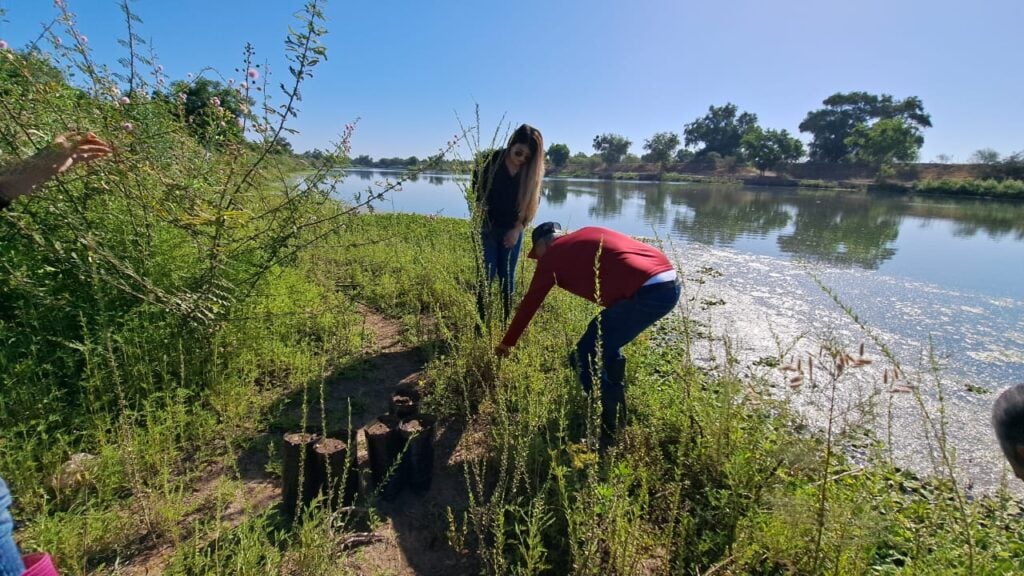 Álamos riberas Río Sinaloa Guasave