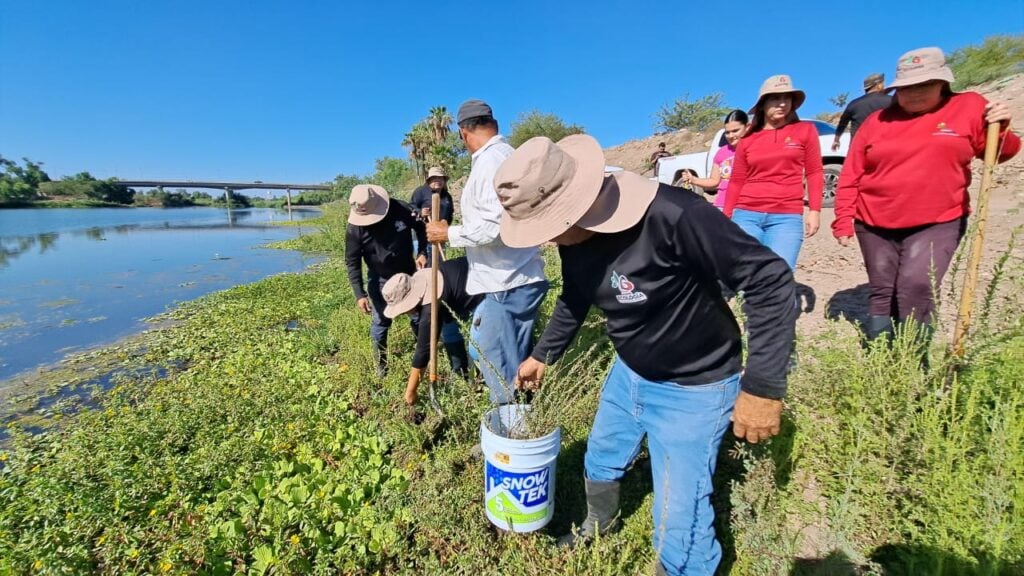 Álamos riberas Río Sinaloa Guasave