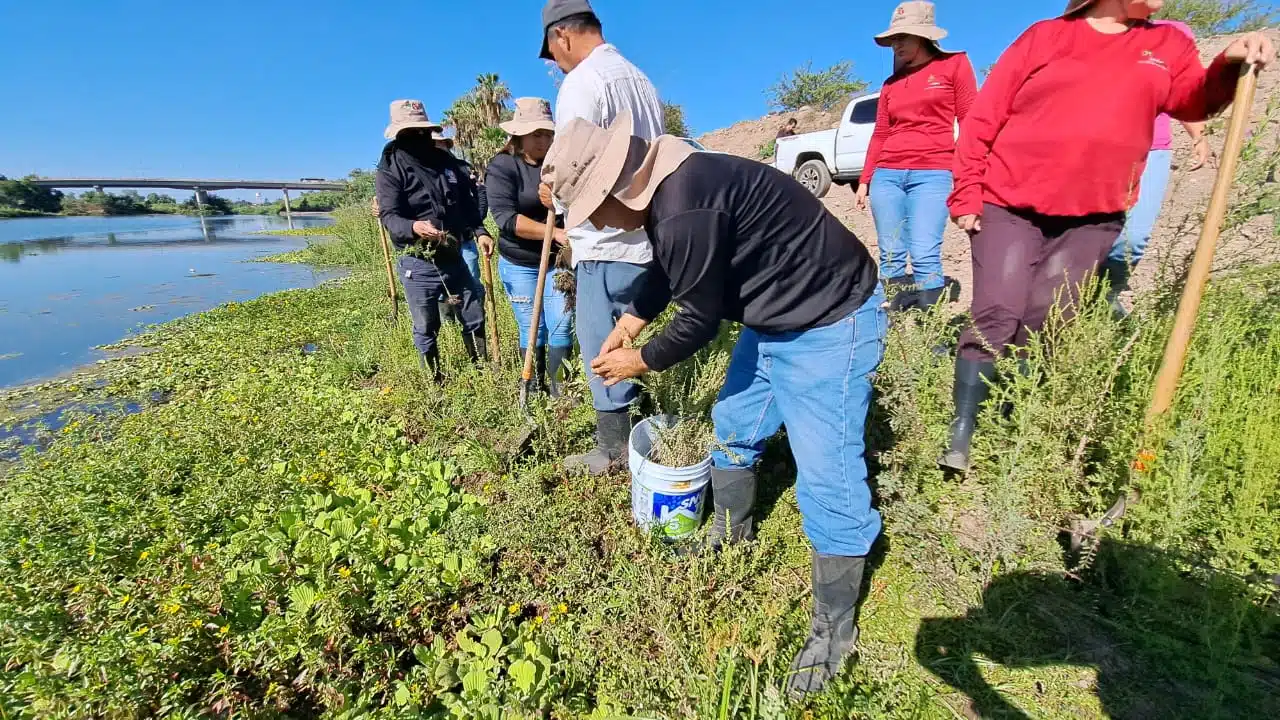 Álamos riberas Río Sinaloa Guasave