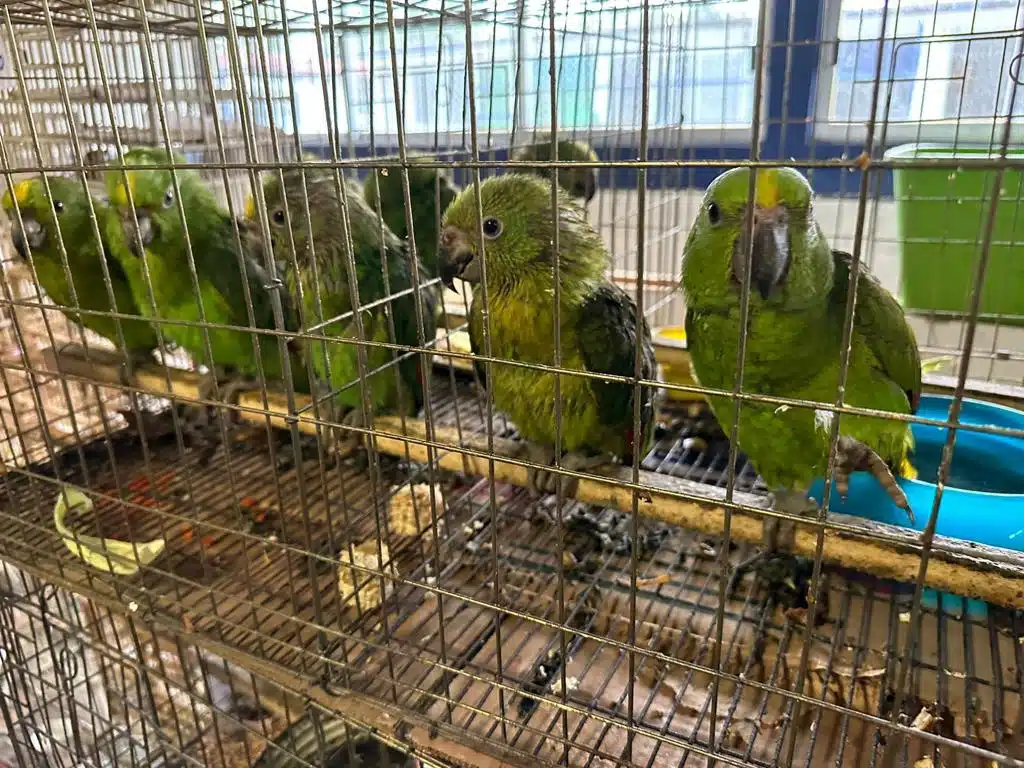 Aves en rehabilitación 