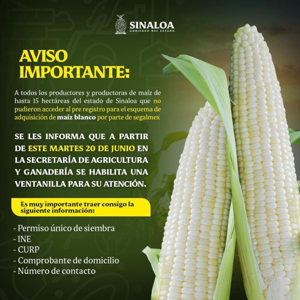 Aviso de Gobierno del Estado a productores de maíz de Sinaloa