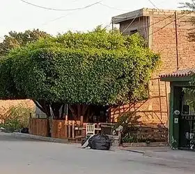 Basura colonia Álamos, Los Mochis