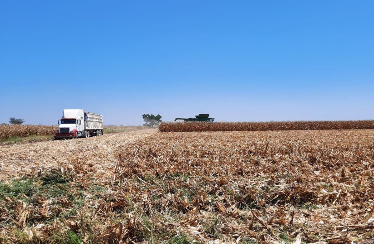 Campo de maíz después de la trilla en Guasave bajo cielo despejado y un tráiler recolector del grano al fondo