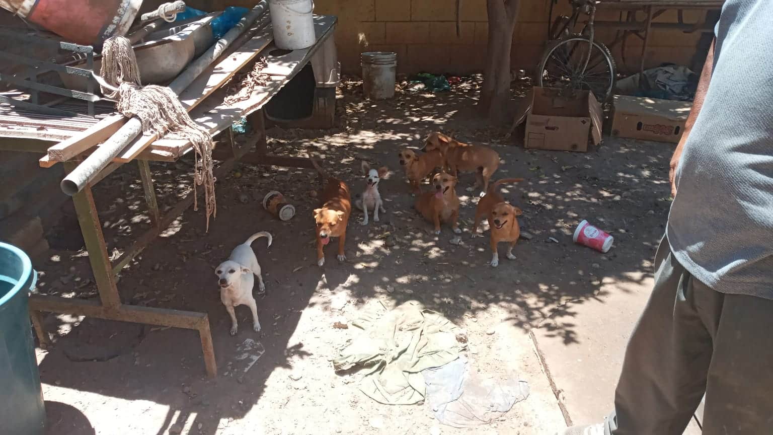 Caso-carne de perro