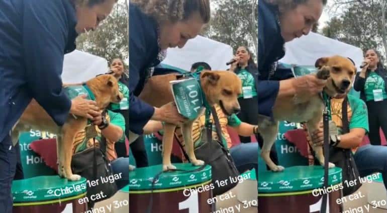 ¡Todo un atleta! Perro se vuelve viral al ganar maratón de 5k en Tijuana