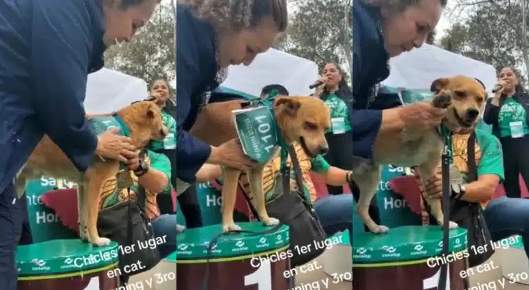 ¡Todo un atleta! Perro se vuelve viral al ganar maratón de 5k en Tijuana