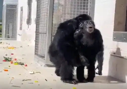 Viralizan reacción de chimpancé tras ver el cielo por primera vez