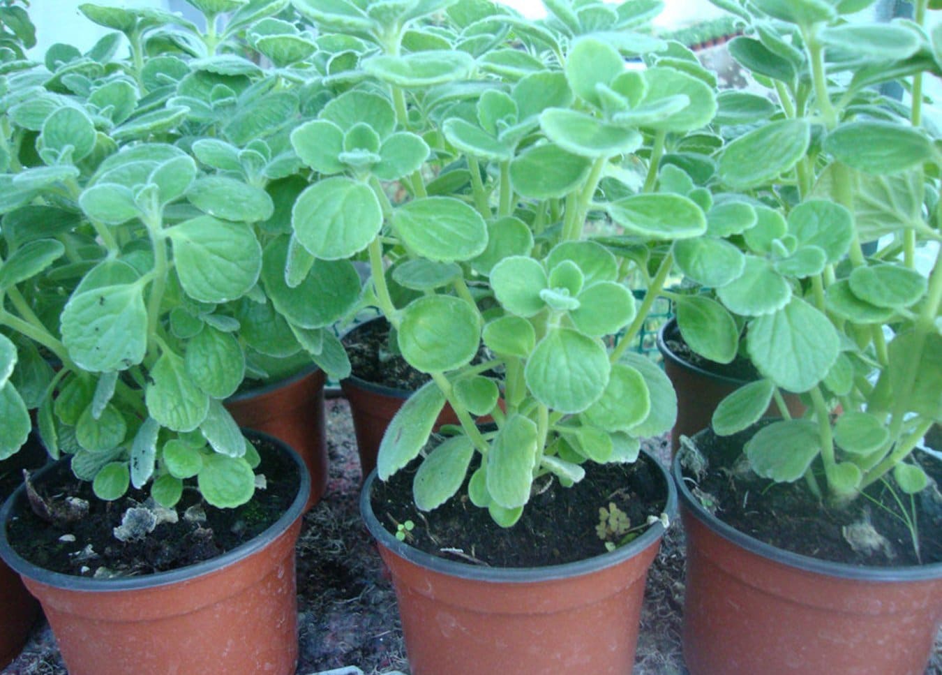 Conoces la planta llamada vaporub Te enlistamos las propiedades y beneficios