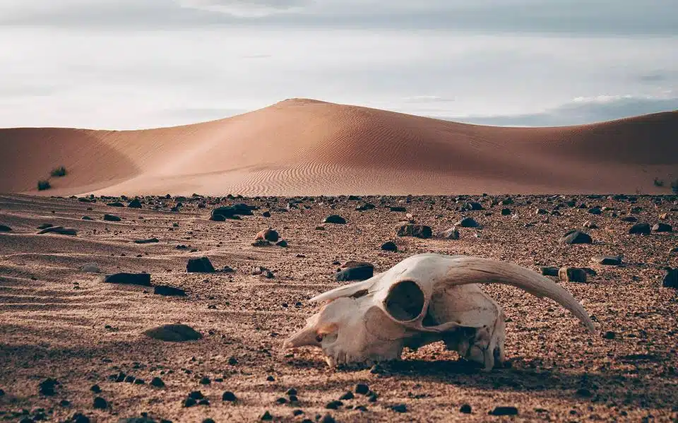 El desierto de Sonora, uno de los más caliente del mundo según Conagua y la NASA