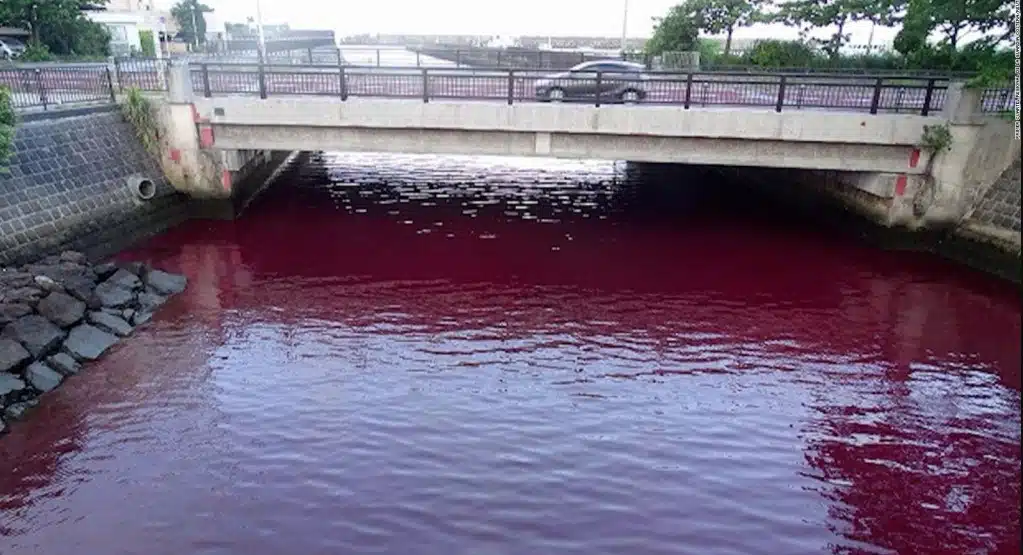 El mar se tiñe de rojo en Japón por fuga en cervecería