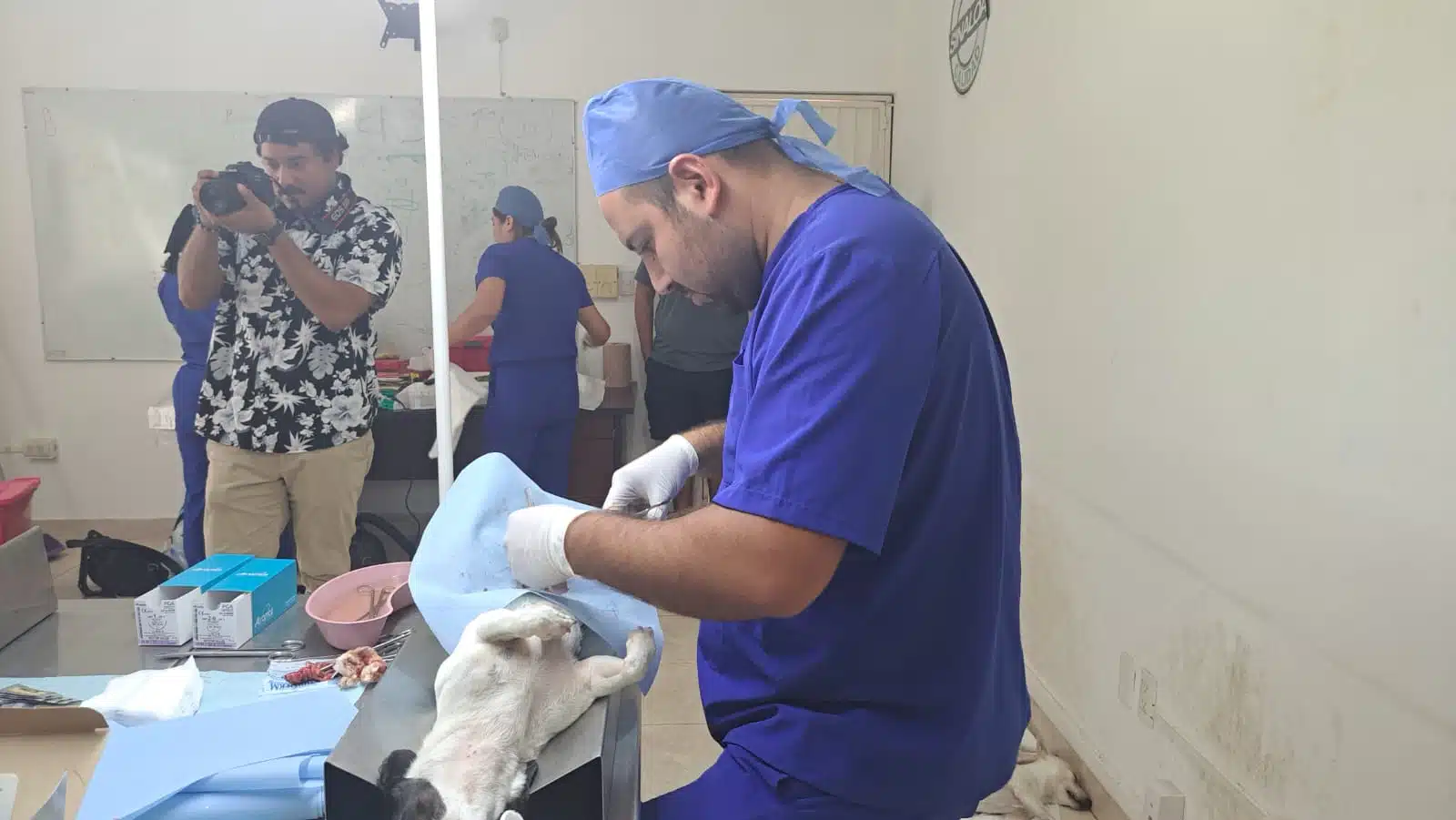 Cebica lleva a cabo en sus instalaciones una campaña permanente de esterilización de perros y gatos totalmente gratis.