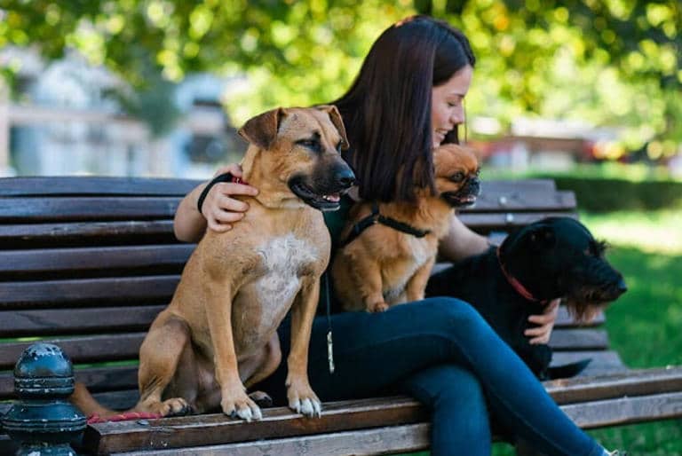 Familia busca cuidador de perros en Reino Unido; ¡ofrecen 2 mdp como pago!