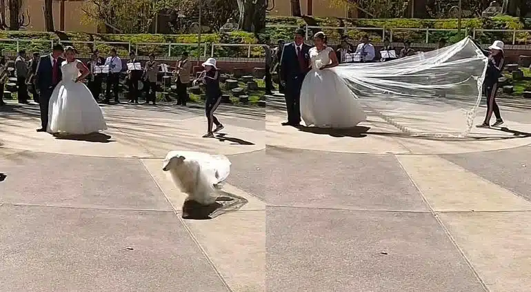 ¡No firulais! Perrito se vuelve viral robar velo de novia en plena sesión de fotos