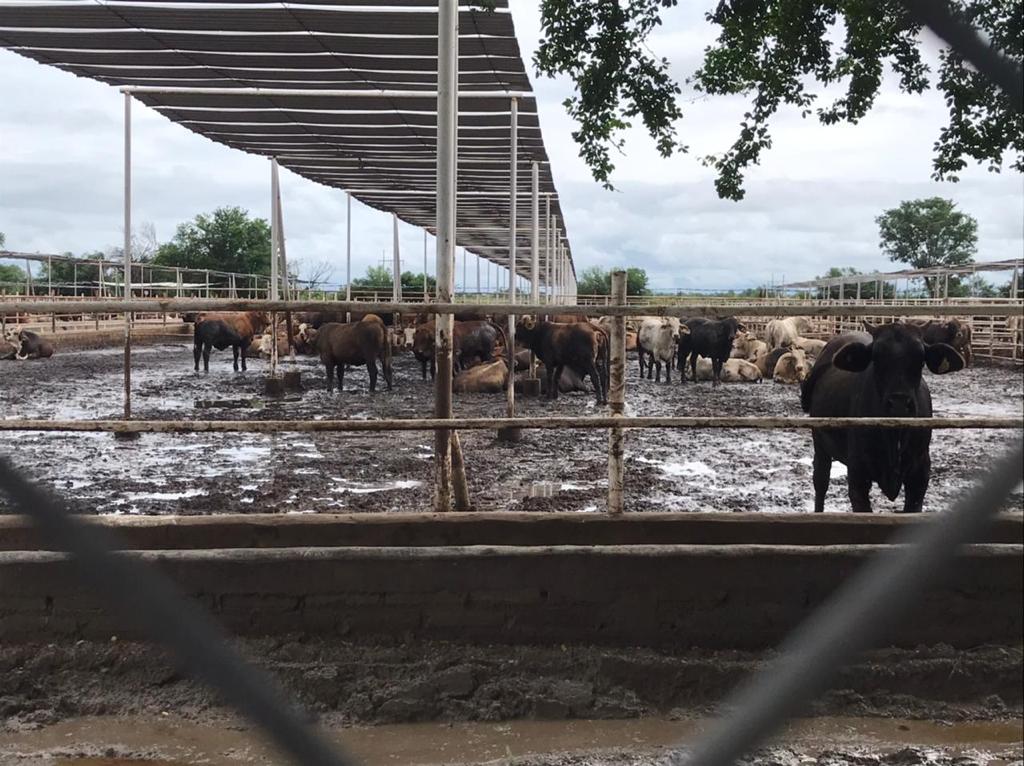 Denuncian que desde hace años la industria ganadera asentada en esta región del municipio de El Fuerte contamina el suelo