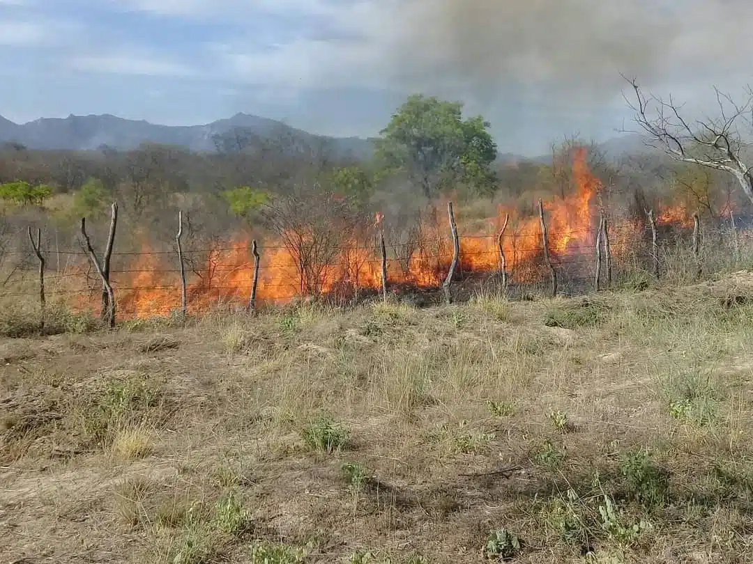 Incendio forestal en Choix