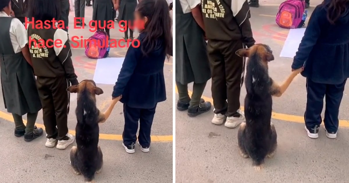 Incluyen a perrito en simulacro de sismo en Perú; ¡causa conmoción!  