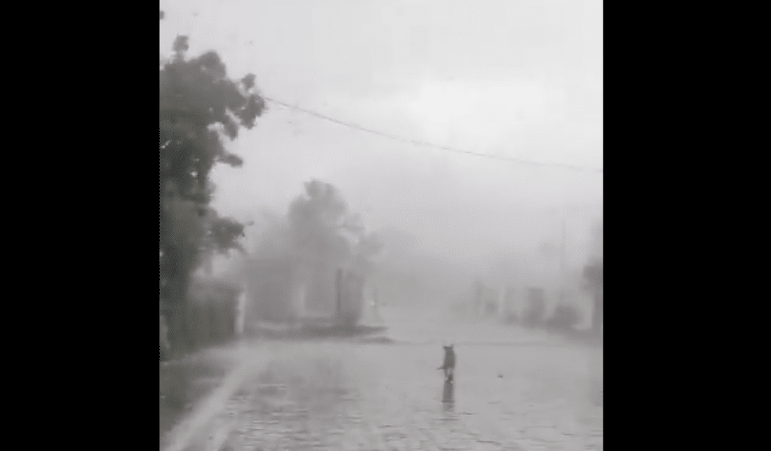 Árboles moviéndose, un perrito corriendo, aire y lluvia