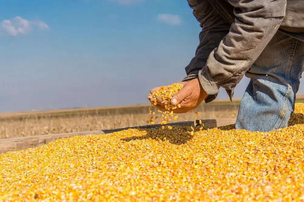 Sector pecuario le beneficia el precio de los granos