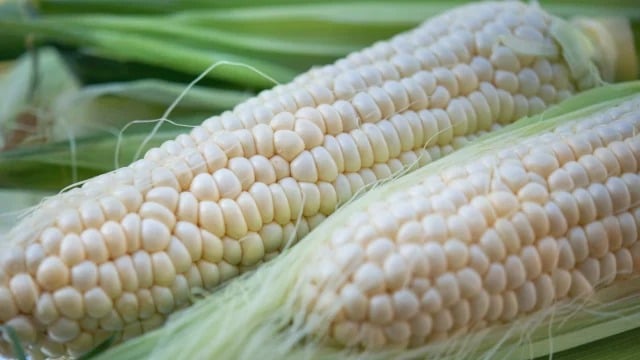 Dos elotes sin hojas