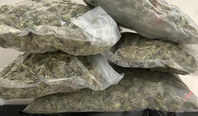 Marihuana decomisada por la Guardia Nacional
