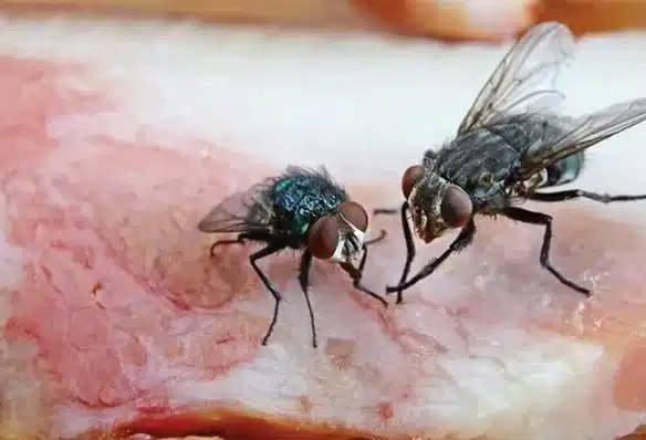 Cuidado con las moscas en tu comida