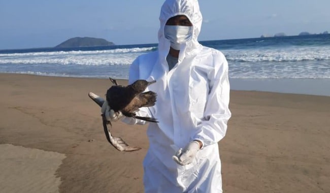 Muerte de aves Pacifico